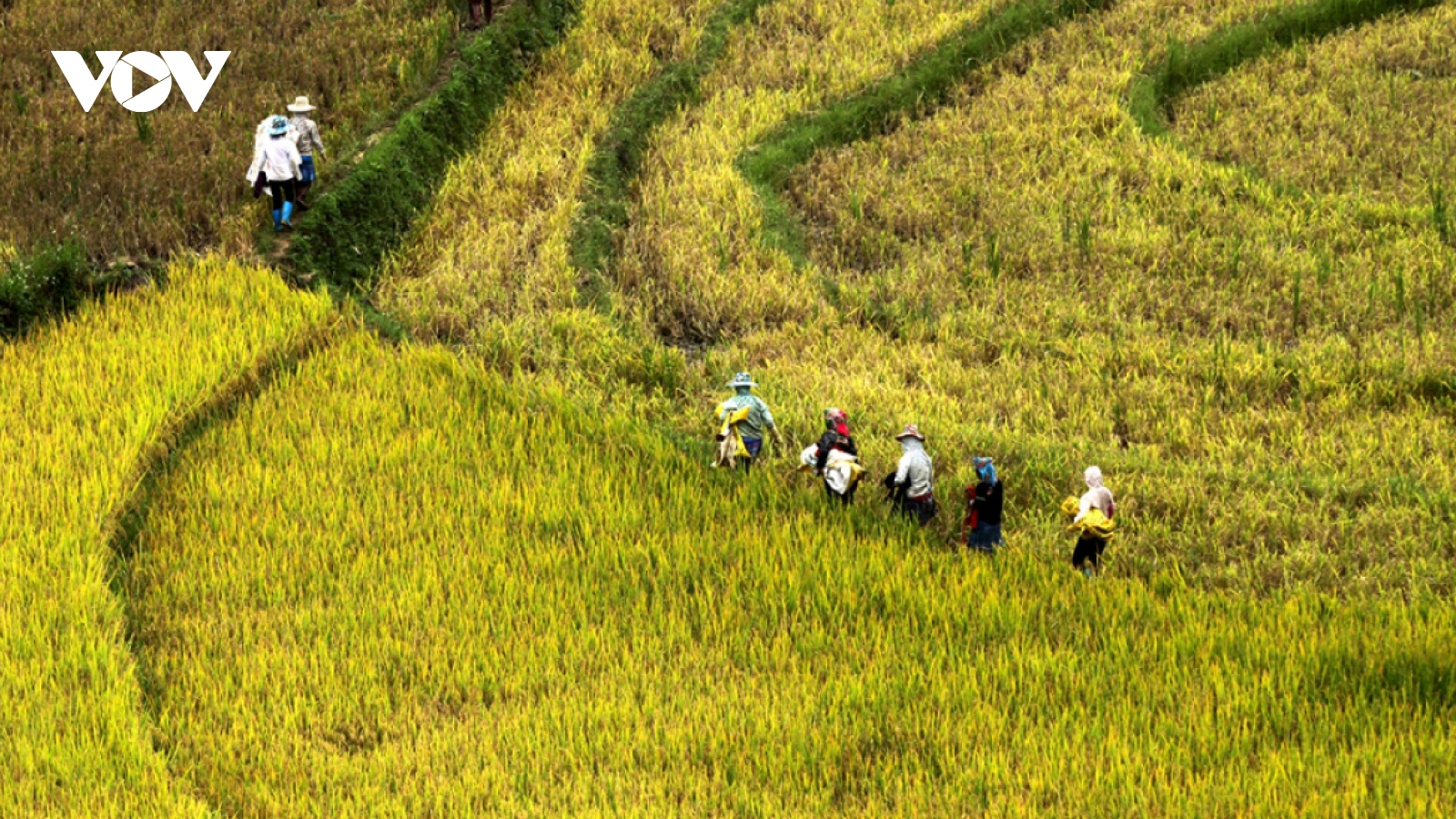 Rice harvest season begins in Ta Leng town